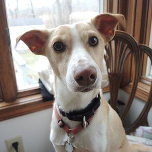 Meet your Posher, Paul, Joan & Maisie